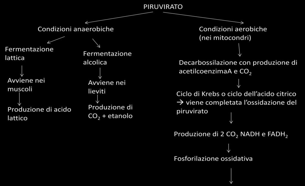 produzione energetica (si producono 4 ATP