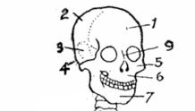 CRANIO neurocranio (8) 4 osso occipitale (1) osso sfenoide (1) 1 osso frontale (1) 3 osso temporale (2) 2 osso parietale (2) osso etmoide (1) splancnocranio (14) 6