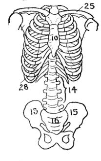 TRONCO Colonna vertebrale vertebre 33/34 (che formano la colonna vertebrale) 8 cervicali (7) (atlante, epistrofeo) toraciche o dorsali (12) 14 lombari (5) 16 sacrali (1) (5 vertebre saldate insieme)