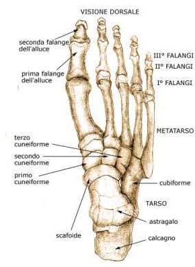 Arto inferiore coscia 17 testa del femore 18 femore 22 grande trocantere 23 epicondilo gamba 19 rotula 20 tibia 21 perone 24 condili piede tarso