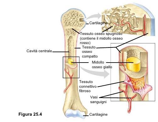 LE OSSA LUNGHE All interno dell osso c è il canale midollare, riempito di midollo osseo.