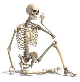 L apparato scheletrico Lo scheletro può essere considerato come un sistema di organi, le ossa,