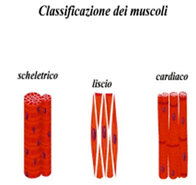 IL SISTEMA MUSCOLARE Il sistema muscolare è costituito dai muscoli, che generano movimenti grazie alla loro capacità di contrarsi, accorciandosi e ingrossandosi.