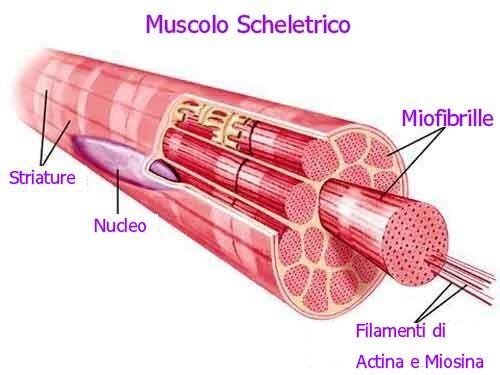 La muscolatura striata non è una singola cellula ma, Un insieme di cellule fuse