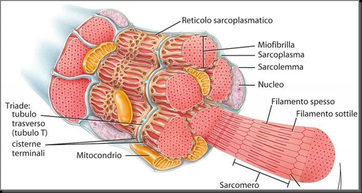 Il tessuto muscolare scheletrico Ogni muscolo scheletrico è un organo distinto composto da dette fibre muscolari.