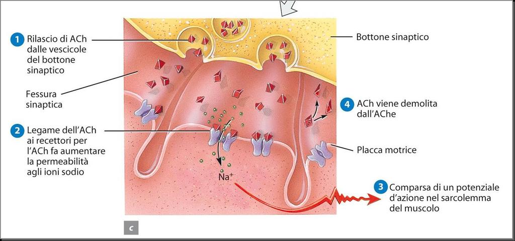 La contrazione e il rilasciamento del muscolo scheletrico Prima di contrarsi, la fibra muscolare scheletrica deve essere stimolata da un impulso, detto potenziale di azione muscolare, emesso dal