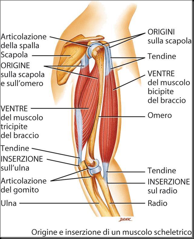 Il ruolo dei muscoli scheletrici nel movimento Il muscolo scheletrico è un organo composto da vari tipi diversi di tessuto, che comprendono il tessuto muscolare scheletrico, il tessuto vascolare, il