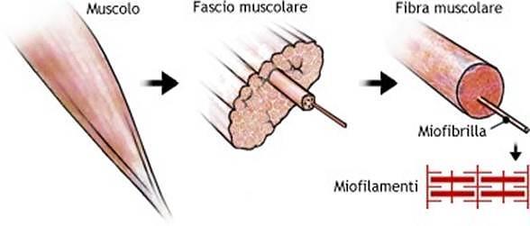 IL TESSUTO MUSCOLARE LISCIO Il tessuto muscolare liscio è formato da fibre muscolari lisce: sono cellule con forma allungata e