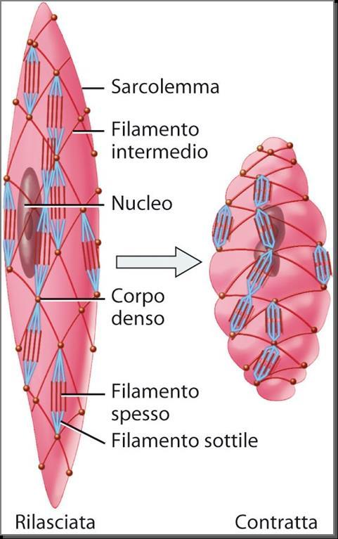 IL TESSUTO MUSCOLARE LISCIO Il tessuto muscolare liscio si trova in molti organi interni e riveste i vasi