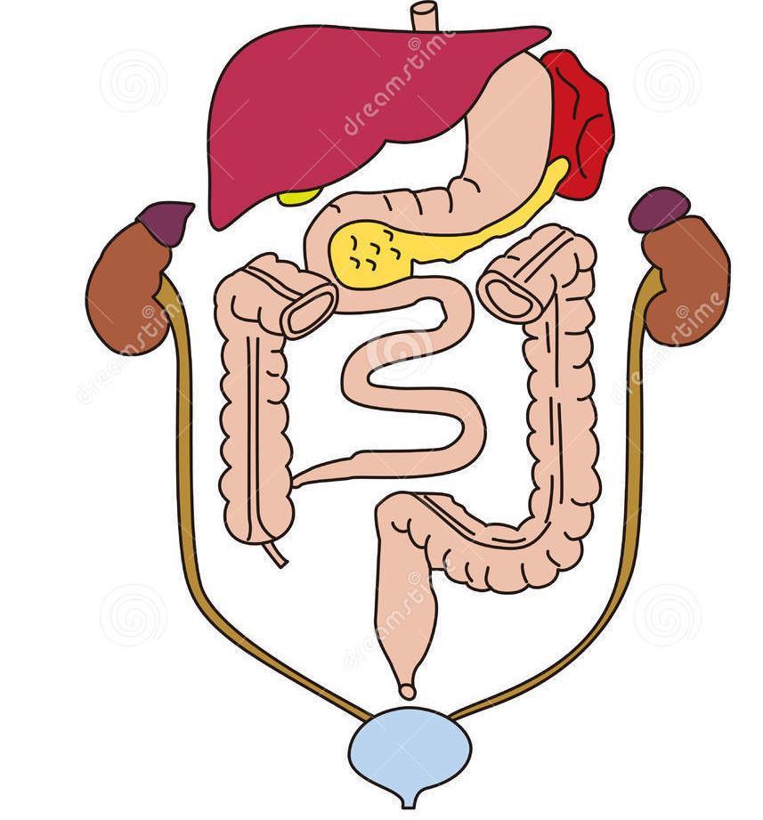 IL TESSUTO MUSCOLARE LISCIO Il muscolo viscerale o unitario si trova negli strati che si sovrappongono a formare le pareti di piccole arterie, vene e organi cavi come lo stomaco, l intestino, l utero