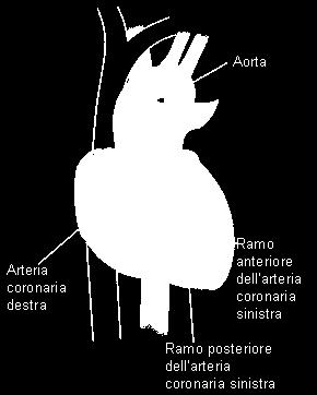 dalla volontà il cuore ha la capacità di contrarsi e rilasciarsi