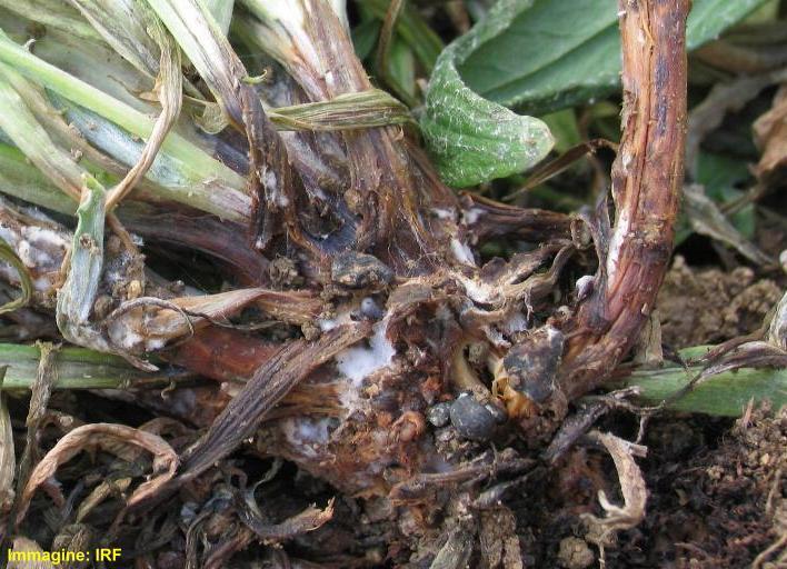 marciume del colletto) Le infezioni di Sclerotinia determinano rallentamenti della crescita e avvizzimenti più o meno diffusi.