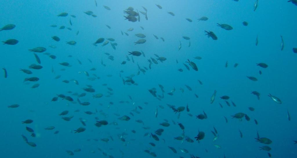 Il mare Adriatico che bagna la costa di Cavallino Treporti, offre luoghi di immersione di particolare interesse per i subacquei esperti e non.