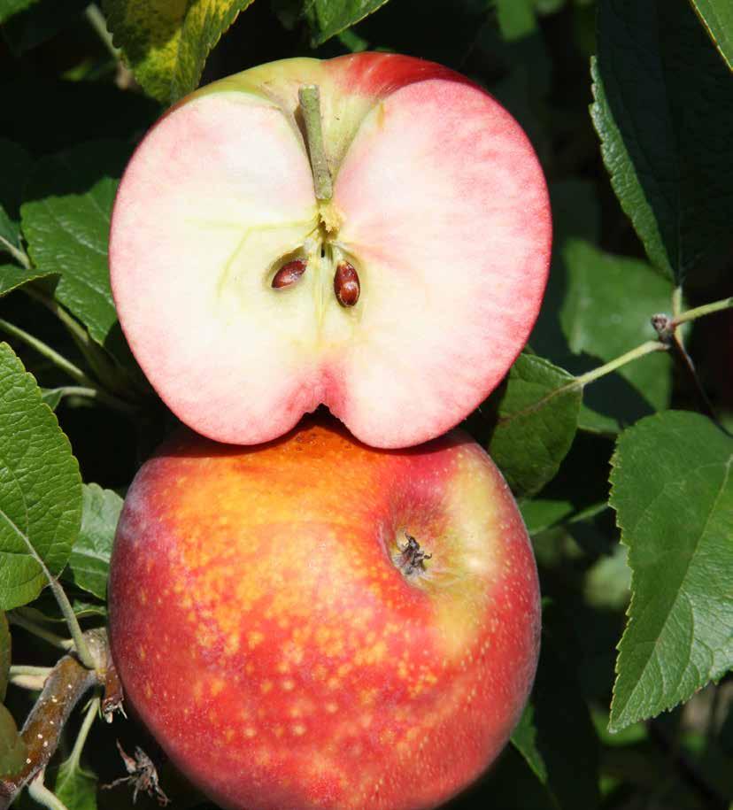 Consigli per la degustazione La mela è un frutto snack, facile da mangiare anche intero, senza sbucciarla ma solo lavandola. E un ottima merenda e uno spezza fame naturale.