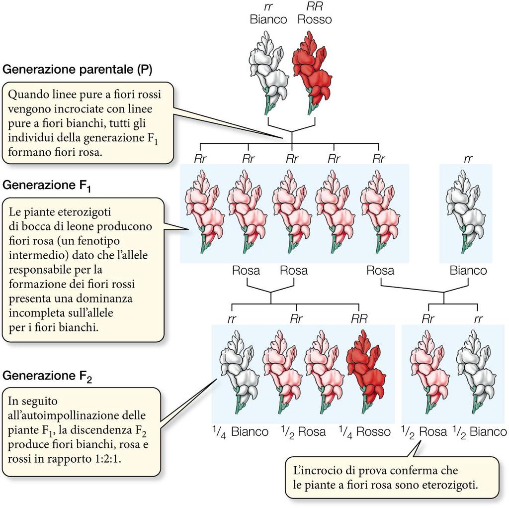 La dominanza incompleta Nella dominanza incompleta gli eterozigoti mostrano un fenotipo intermedio a quello dei genitori, in accordo con le leggi di