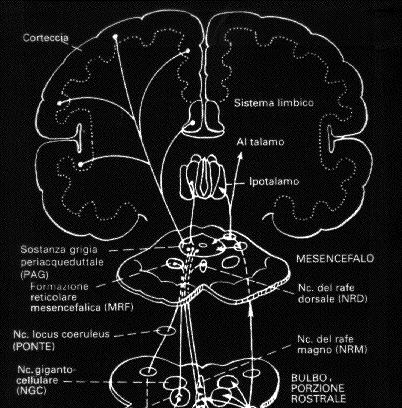 SPINOTALAMICO