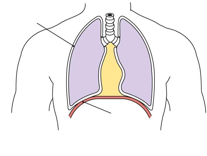 Spazio pleurico Diaframma A