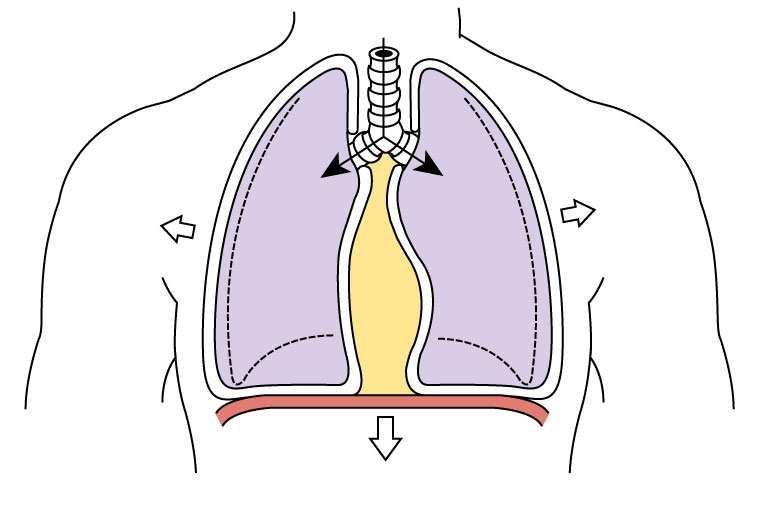 1-2 cm Valutazione per percussione Il diaframma, innervato dal nervo frenico (C3-C5) si contrae, il volume della gabbia