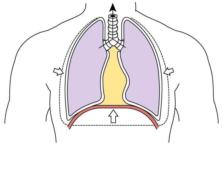 Il diaframma si rilascia, il volume della gabbia toracica diminuisce.