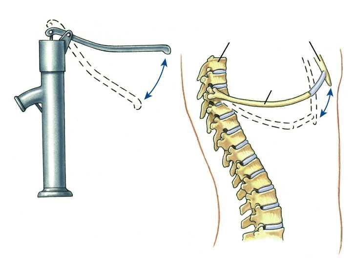 Vertebre Costa Vertebre Costa Sterno Muscoli intercostali esterni disposti obliquamente dall alto in basso e