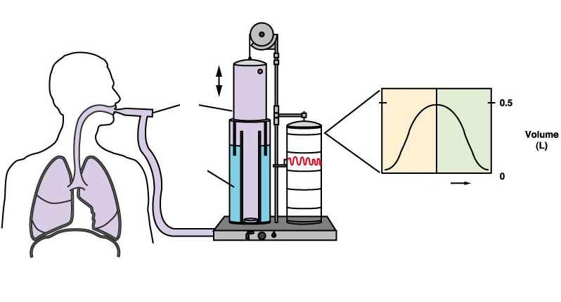 Spirometria: Le variazioni di volume polmonare durante gli atti respiratori provocano corrispondenti variazioni di volume nello spirometro, con movimenti della campana, che