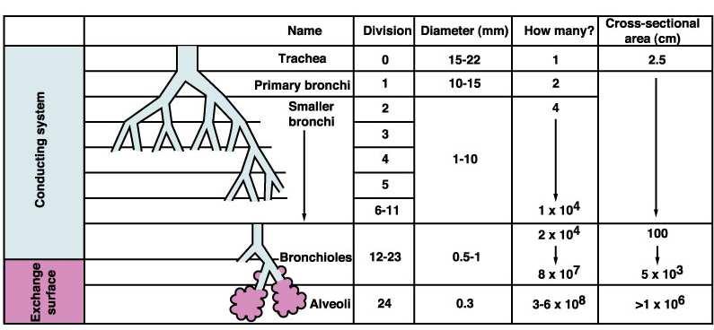 Zona conduzione Zona transizione Zona scambi 17-19 20-23 La prima parte delle vie aeree, fino alla 17 a generazione non partecipano agli scambi gassosi (spazio morto anatomico).