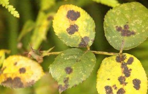 LE MALATTIE DELLA ROSA TICCHIOLATURA Compaiono macchie nere sulle foglie e venature rossastre sul legno.