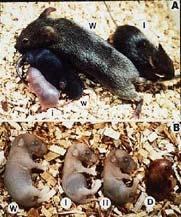 IGF-KO Mice Gene Mutation Birth Weight (% of normal birth weight) IGF-I 60% IGF-II II 60%