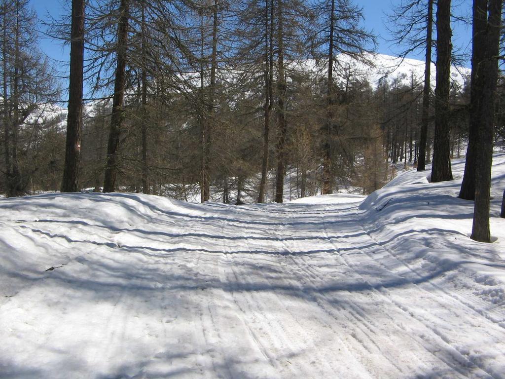 Direzione Sportiva Assente In arrivo a PDR Steccato rimboschimento forestale Sostegni