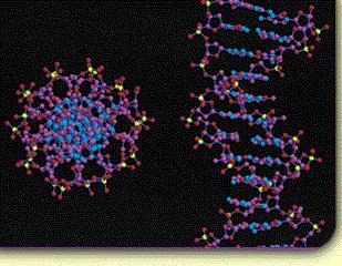 La scoperta del materiale genetico Qual è la sostanza responsabile dell ereditarietà dei caratteri?