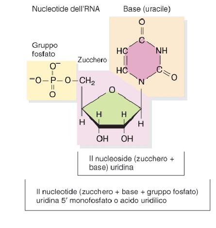 LA STRUTTURA DI DNA ED RNA Catena