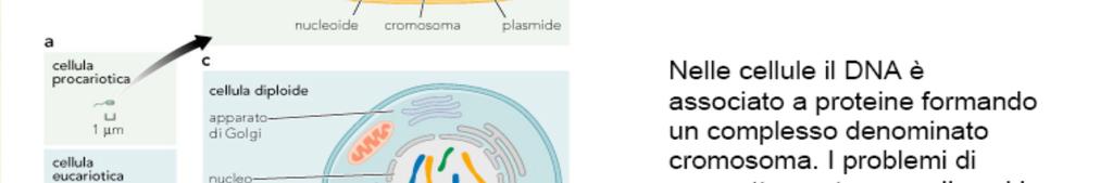 organizzato in cromosomi Nelle cellule il DNA è