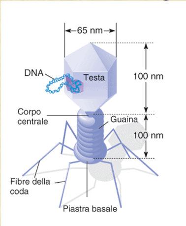TMV T2 batteriofago λ batteriofago Cromosomi procarioti - La maggior parte dei