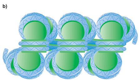 mediante tratti di DNA linker (147 pb).