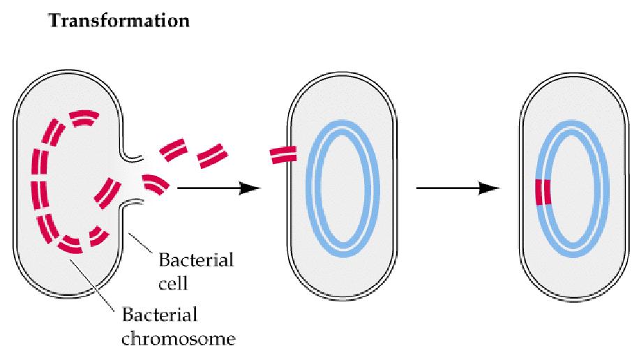 orizzontale Wolbachia