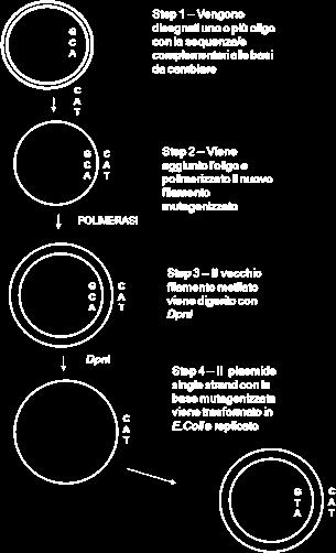 Il gene dam codifica per una metilasi che trasferisce un gruppo metilico dall S-adenosilmetionina all N6 di residui di adenina nella sequenza GATC, così che il DNA M13 ricombinante risulterà metilato.