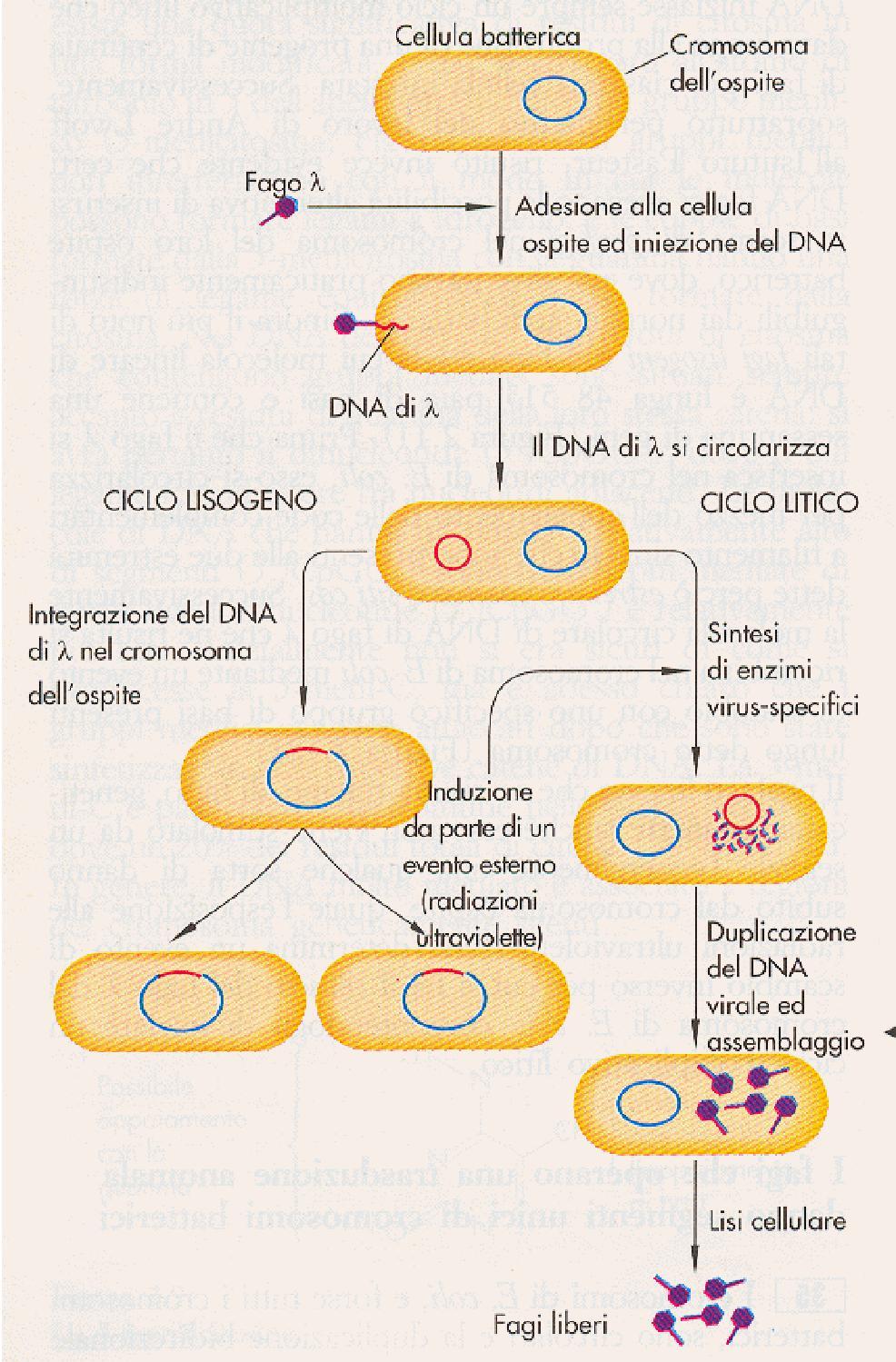 FIGURA 2.