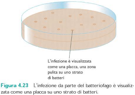 FIGURA 4.