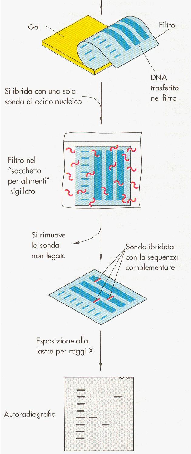 FIGURA 7.