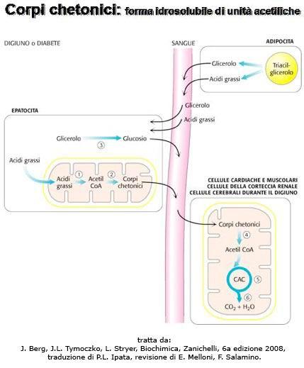 catabolizza i grassi ad acetil-coa, quindi converte questi a chetoni. I corpi chetonici entrano in circolo e possono essere captati dalle cellule muscolari e nervose.