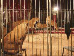 9 La legge prevede che un circo condannato in via definitiva per maltrattamento di animali o per violazioni di norme statali e della UE in materia di protezione degli animali, non possa avere accesso