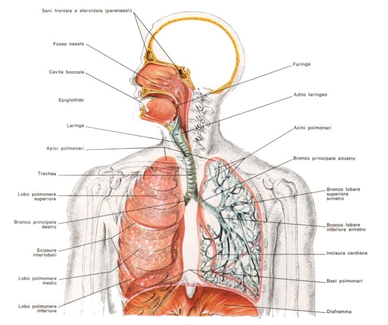 Quali sono le malattie che colpiscono l'apparato respiratorio e quali disturbi comportano?