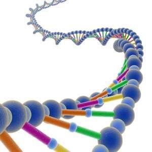 Il contenuto in DNA del nucleo di ogni