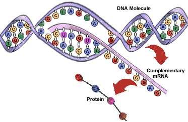L'RNA messaggero (mrna) è una molecola di RNA lineare di lunghezza variabile che ha il compito di trasferire nel