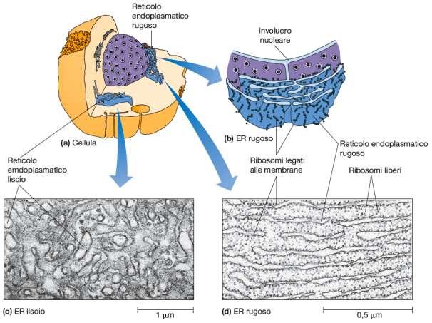 Il reticolo endoplasmatico è costituito da un complesso sistema di membrane che crea un insieme di tubuli e cisterne intercomunicanti.