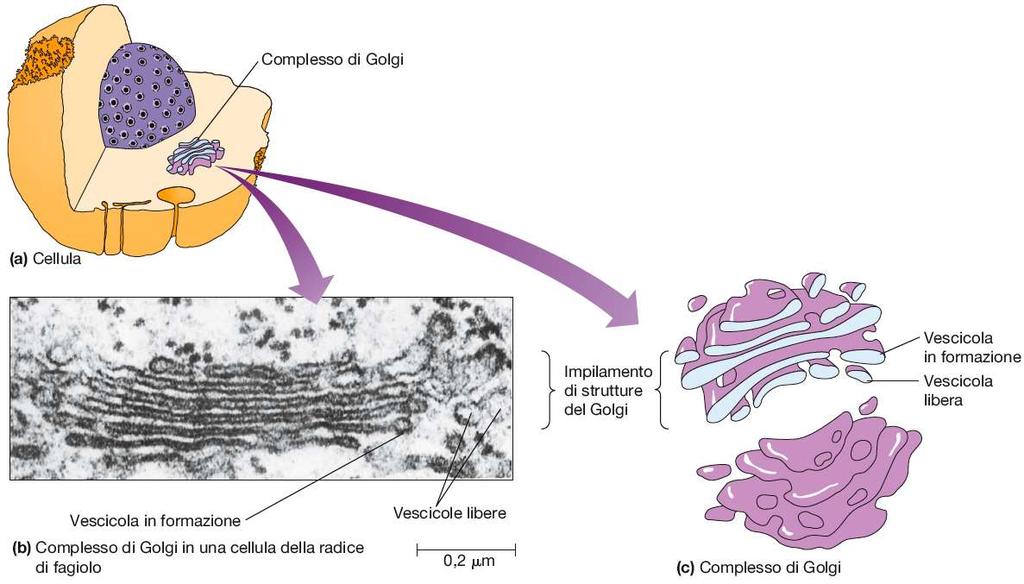 L Apparato di Golgi è costituito da un complesso sistema di membrane e rappresenta la