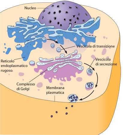 Membrana plasmatica, Reticolo endoplasmatico, Apparato di Golgi e
