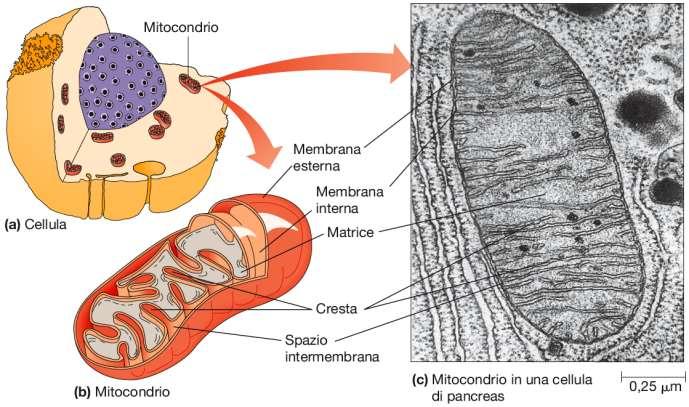 I mitocondri sono circondati da una doppia membrana e rappresentano la centrale energetica