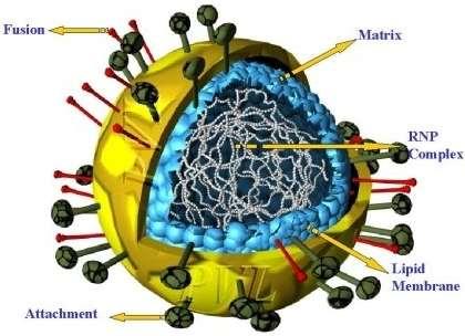 Un virus è essenzialmente una molecola di acido nucleico confezionata in un involucro proteico Il DNA virale entra nella cellula ospite.