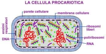 dimensioni degli